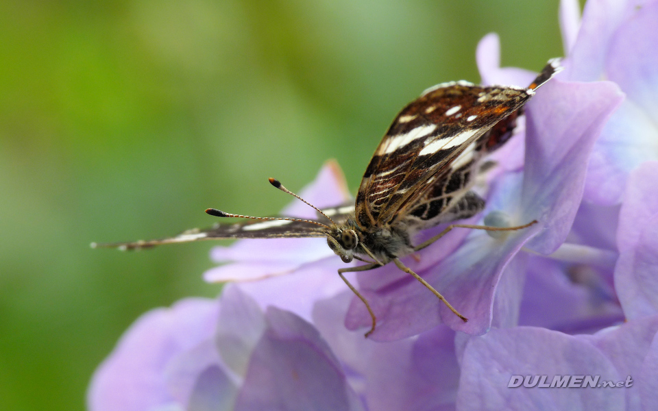 Map Butterfly (Araschnia levana)